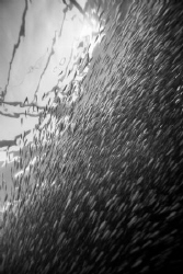Sardine Wall by Taco Cheung 
